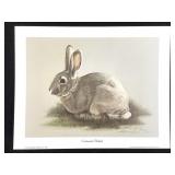 Harold Rigsby Cottontail Lmt Ed Signed Repr 11x 14