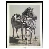 Harold Rigsby Plains Zebras Ltd Ed Signed Lg Repro