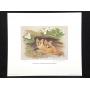 Hoosier Hills Food Bank Benefit Wildlife Stamp & Art Prints
