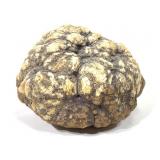 7" W Geode 14.4 Lbs