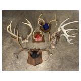 Collection of Deer Antlers