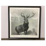 Framed 1890 Engraving of Stag