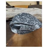 Orthoceras - Ancient Mollusk Fossil  6" Piece