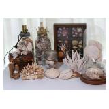 SEASHELL COLLECTION