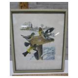 FRAMED PRINT EVENING GROSBEAK