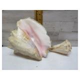 CONCH SHELLS