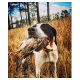 Custer County Quail Hunt