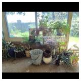 Assorted Potted Plants and Decorative Bucket