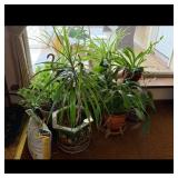 Assorted Potted Plants