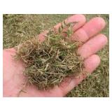 20 Acres of Bermuda Sprigs