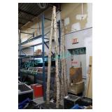 LOT, MISC TALL BIRCH BRANCHES