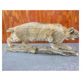 Bobcat Mount 42 1/2 L x 17in. H