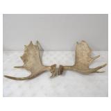Pair of Moose Antlers,
