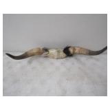 24in. w Horns