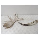 7pt. Moose Antler 19inW, &