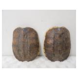 2-Turtle Shells, Both are 13inTx10.5inW