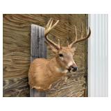 10pt Deer Shoulder Mount 15.5in. Spread