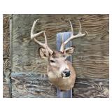 8pt Deer Shoulder Mount 18in. Spread