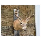 10pt Deer Shoulder Mount 19in. Spread