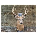 9pt Deer Shoulder Mount 20in. Spread