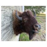 Buffalo/Bison Shoulder Mount