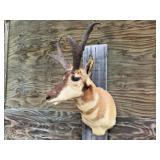 Pronghorn Antelope Shoulder Mount 12wx11H Horns