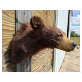 Cinnomon Bear Shour Mount