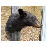 Black Bear Shoulder Mount