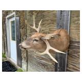 8pt Deer Shoulder Mount Non-typical
