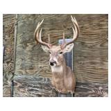 10pt Deer Shoulder Mount 20 1/2in. Spread