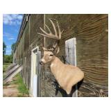 8pt.? Deer Shoulder Mount Non-Typical
