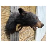 Black Bear w/White Lines on Neck Shoulder Mount