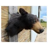 Black Bear Shoulder Mount