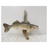 23.5in. L Walleye on Driftwood Mount