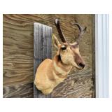 Pronghorn Antelope Shoulder Mount 11wx9H Horns