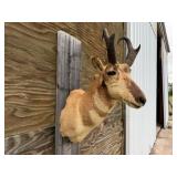 Pronghorn Antelope Shoulder Mount 9wx9H Horns