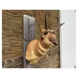 Pronghorn Antelope Shoulder Mount 10wx8.5H Horns