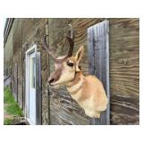 Pronghorn Antelope Shoulder Mount 10wx9H Horns