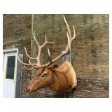 6x6 Elk Shoulder Mount 44w x 39in. H Horns