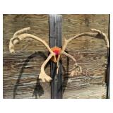 Caribou Antlers w/Velvet 40w x 37in. H