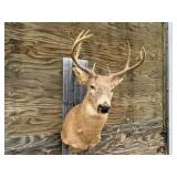 8pt Deer Shoulder Mount 18in. Spread