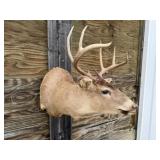 8pt Deer Shoulder Mount 17 1/2in. Spread