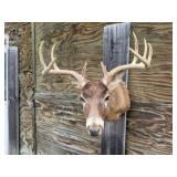 9pt Deer Shoulder Mount 21in. Spread