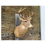 8pt Deer Shoulder Mount 16in. Spread