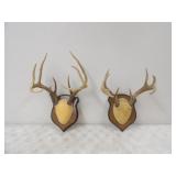2-European Deer Mounts 2-8pts.