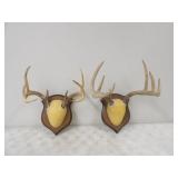 2-European Deer Mounts 8pt. & 7pt.