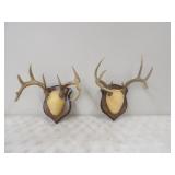 2-European Deer Mounts 8pt. & 10pt.
