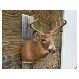 9pt Deer Shoulder Mount 17in. Spread