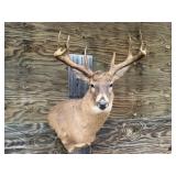 10pt Deer Shoulder Mount 22.5in. Spread