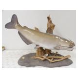37in. Catfish Mount w/Driftwood & Shells